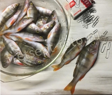 Вяленая рыба в домашних условиях